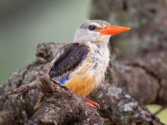 Gray-Headed Kingfisher