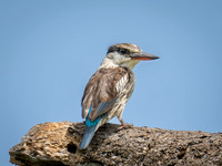 Gray-Headed Kingfisher Juvenile