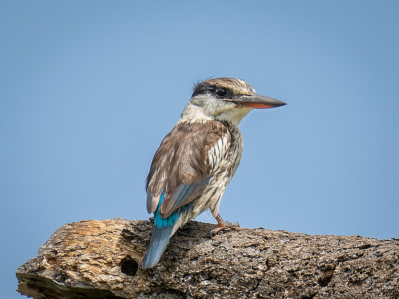 Gray-Headed Kingfisher Juvenile