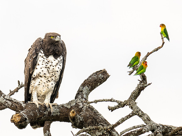 Martial Eagle