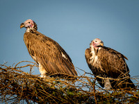 Lappet-Faced Vulture