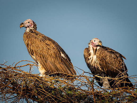 Lappet-Faced Vulture