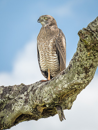 African Goshawk