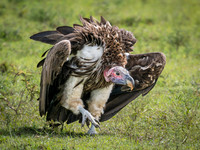 Vultures