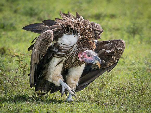 Lappet-Faced Vulture
