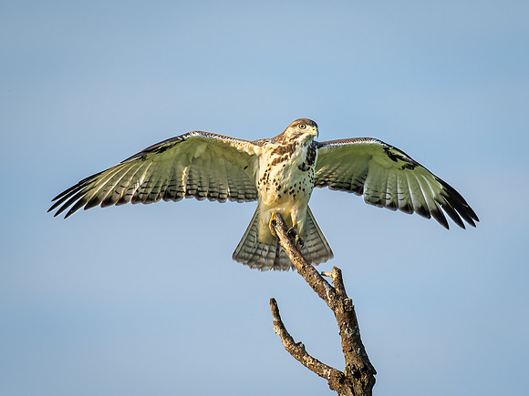 African Hawk-Eagle