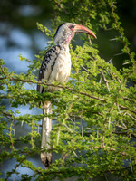 Northern Red-Billed Hornbill