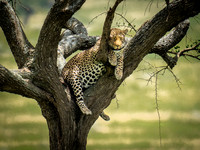 Leopard