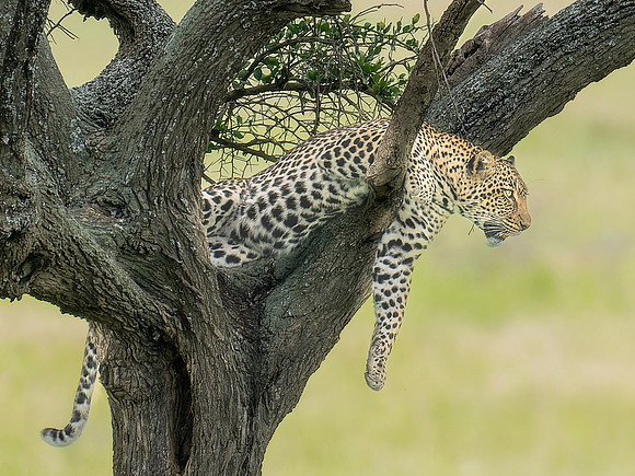 Leopard