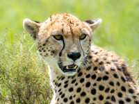 Cheeta