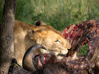 Lioness feeding on a Wildebeest