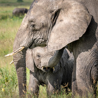 African Elephants