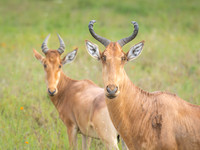 Heartebeest