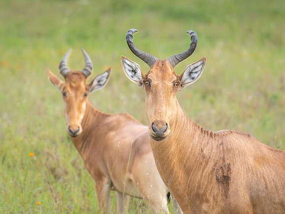Heartebeest