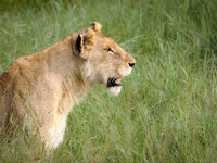 Lioness