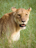 Lioness