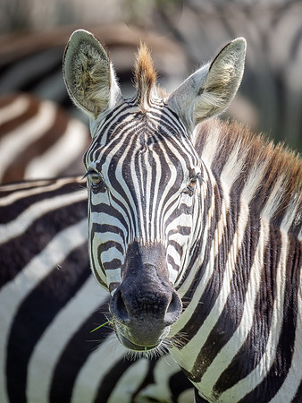 Zebra