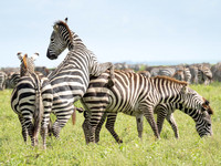 Mating Zebras, Great Migration
