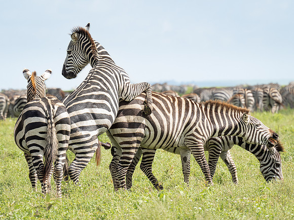 Mating Zebras, Great Migration