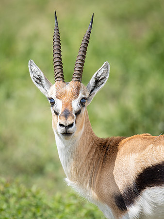 Thomson's Gazelle