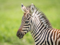 Baby Zebra