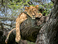 Lioness in a Tree