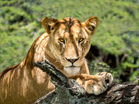 Lioness in a Tree