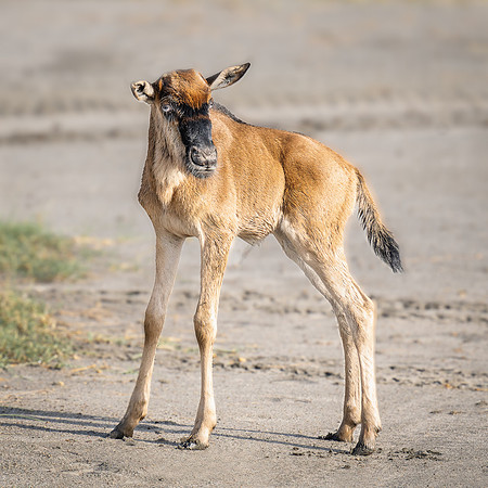 Days Old Wildebeest Calf