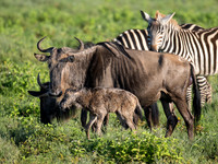 Wildebeest with Calf