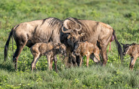 New Born Wildebeest Calves