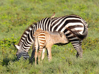 Nursing Zebra