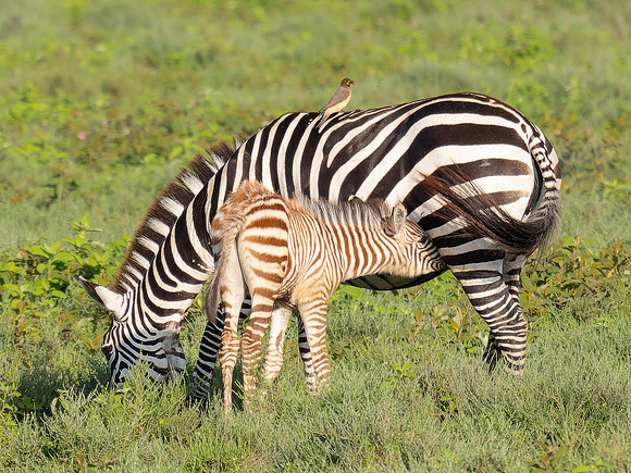 Nursing Zebra