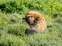 Spotted Hyena