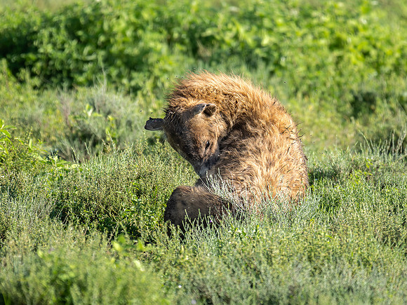 Spotted Hyena