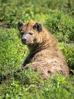 Spotted Hyena
