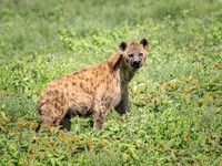 Spotted Hyena