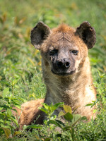 Spotted Hyena