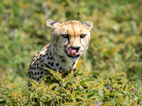 Cheetah