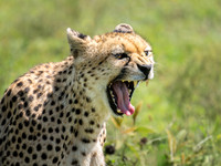 Cheetah