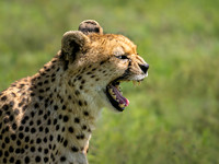 Cheeta
