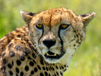 Cheetah