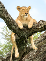 Lioness in a Tree