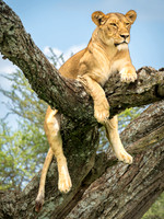 Lioness in a Tree