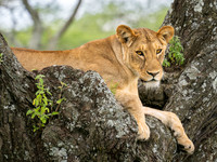 Lioness in a Tree
