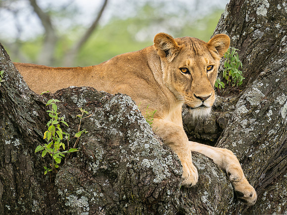 Lioness in a Tree