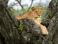 Lioness in a Tree