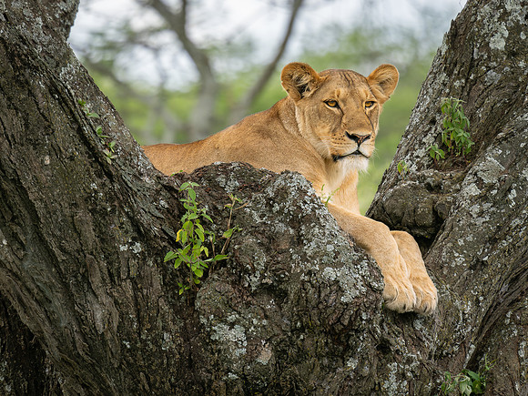 Lioness in a Tree
