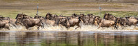 Wildebeest Crossing