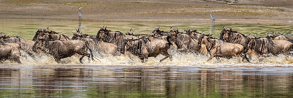 Wildebeest Crossing