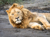 Lazy Lion
